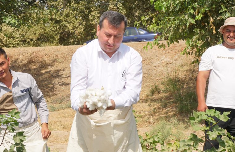 ҲОСИЛИ БО ЗАҲМАТ ПАРВАРИШ НАМУДАИ ДЕҲҚОНОН БЕТАЛАФ ҶАМОВАРӢ КАРДА МЕШАВАД.